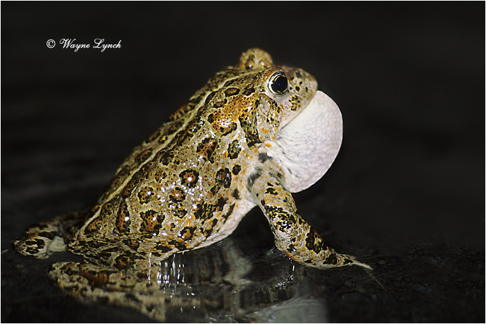 Western Toad 104 by Dr. Wayne Lynch &copy;